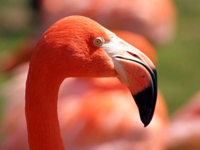 Flamant rose