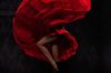 Flamenco0