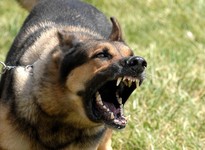 Attaque de chien krk