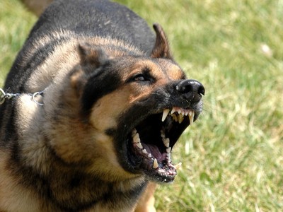 Attaque de chien krk
