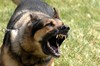 Attaque de chien krk