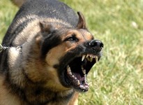 Attaque de chien