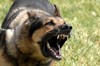 Attaque de chien